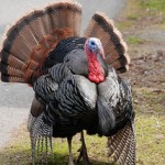 turkey